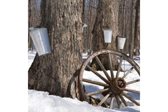 wooden wheel resting on a tree in the snow